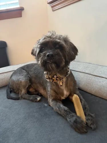 Happy Chappie Grooming in Seattle, WA
