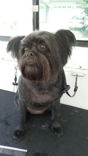 Pawsitive Pet Spa Mobile Dog & Cat Grooming - Image 1