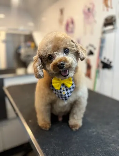 Golden Paws Mobile Spa - Image 1