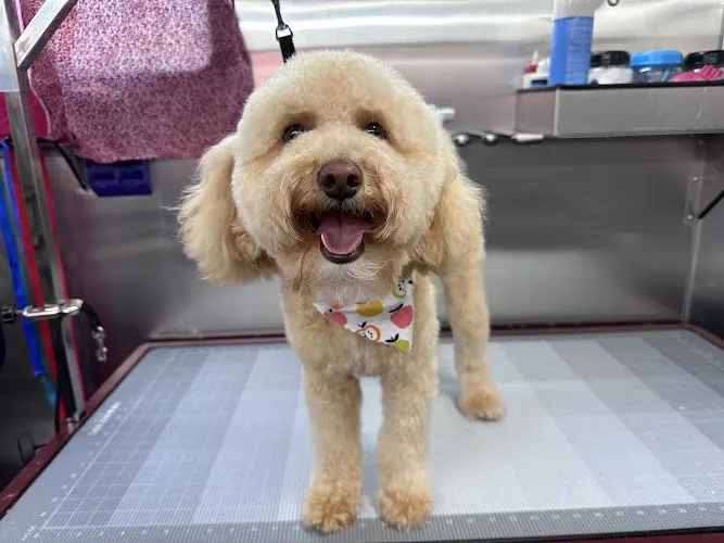 Twin Falls Mobile Pet Grooming - Image 1