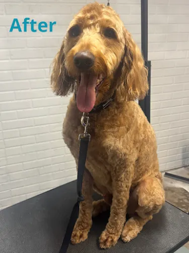 WAGS Grooming - Image 1