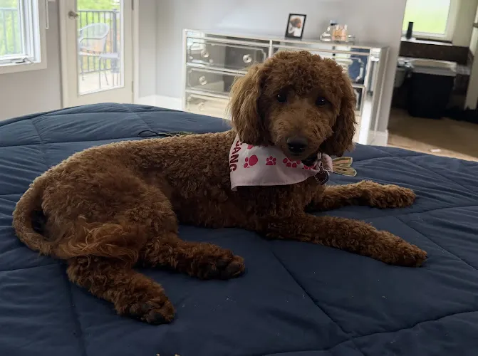 Woof Gang Bakery & Grooming Town and Country - Image 1