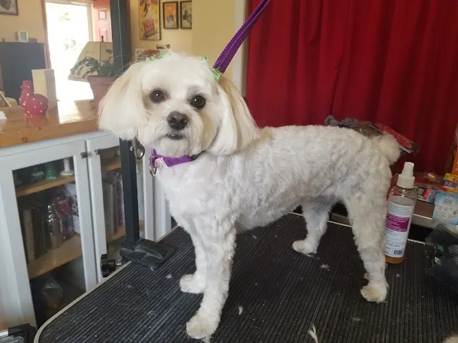 Beauty for Ashes Pet Grooming - Image 1