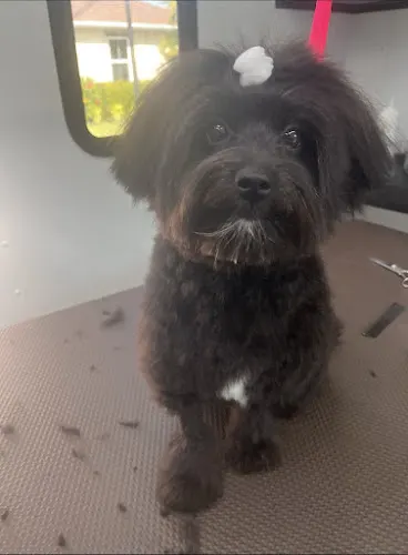 Wags To Whiskers Mobile Grooming LLC - Image 1
