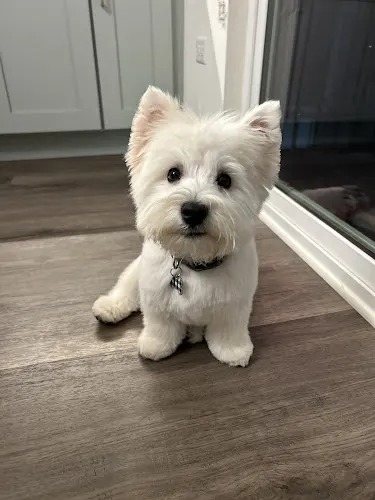 Cut 'n Cuddle Dog Grooming - Image 1