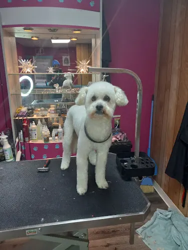 Clip & Tails Pet Grooming LLC - Image 1
