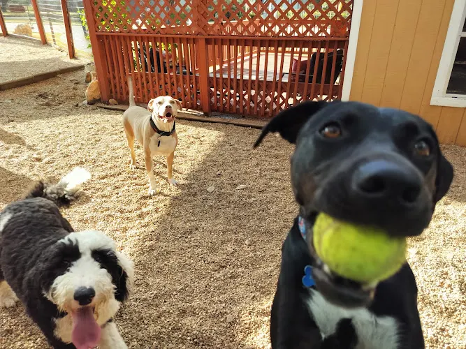 XoXo Doggy Hotel and Daycare - Image 1