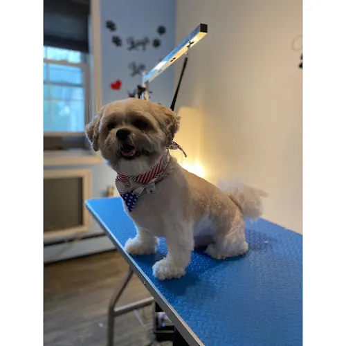 Popcorn Pawss Mobile Grooming - Image 1