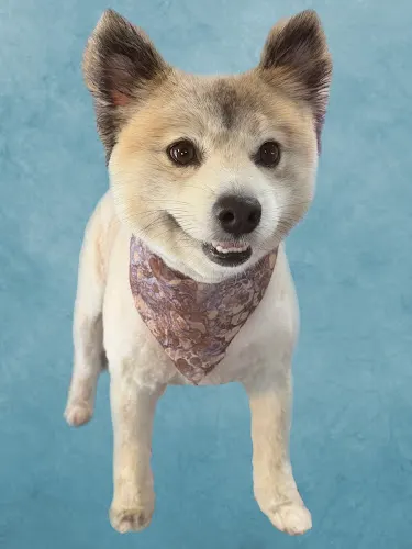 Mimi's Pet Pawlor - Image 1