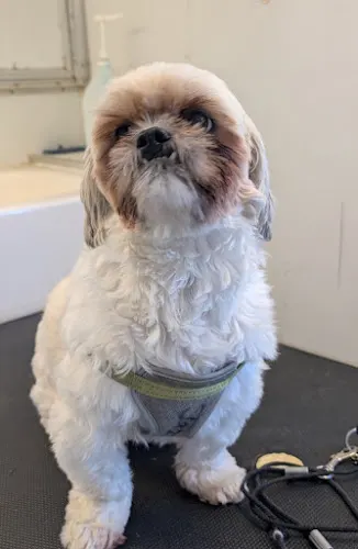 The Dog Barber LLC - Mobile Dog Grooming Services - Image 1