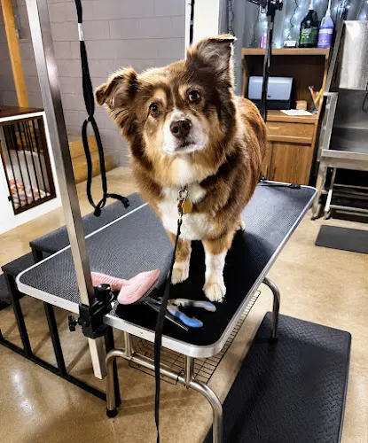 Disciple K9 Boarding, Training, & Grooming LLC - Image 1