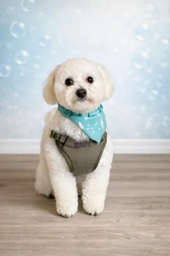 Coco’s Spa Bath & Grooming - Image 1