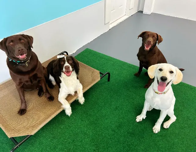 Amarok Kennels Doggie Daycamp & Grooming - Image 1