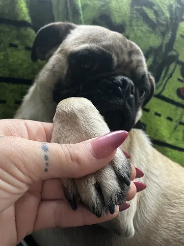 Gentle Paws Mobile Nail Trims - Image 1