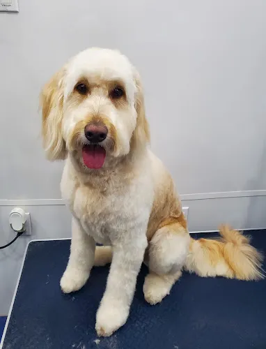 Fresh Paws Mobile Dog Grooming - Image 1