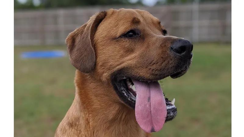 Panacea Pet Resort - Image 1