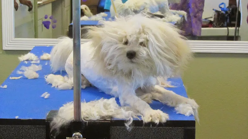 Paws Appeal Grooming and Doggy Day Care - Image 1