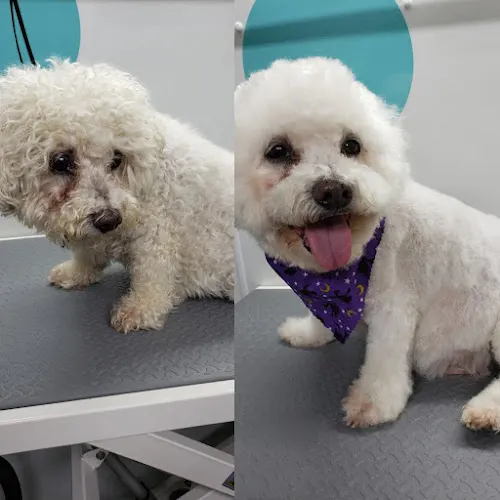 The Pampered Pet Mobile - Image 1