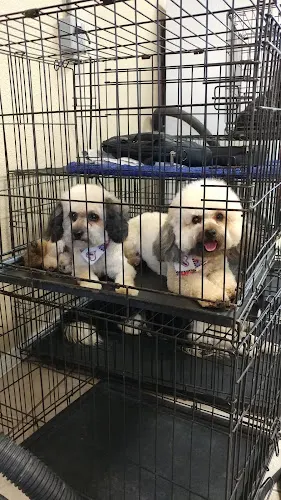 Julio's Mobile Pet Grooming - Image 1
