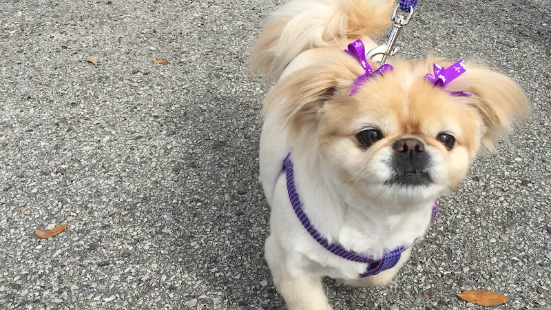 Sheri's Waggin Tails Mobile Grooming - Image 1