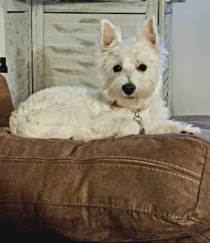 Barking Beauties Pet Salon - Image 1