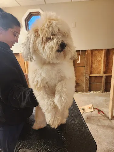 Fetch & Fluff Mobile Grooming - Image 1