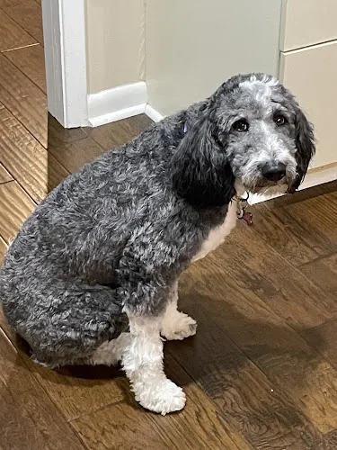 Critter Cuts Pet Grooming & Boarding - Image 1