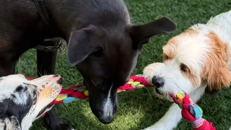 Country Canine Retreat | Daycare in Acton in Acton, MA