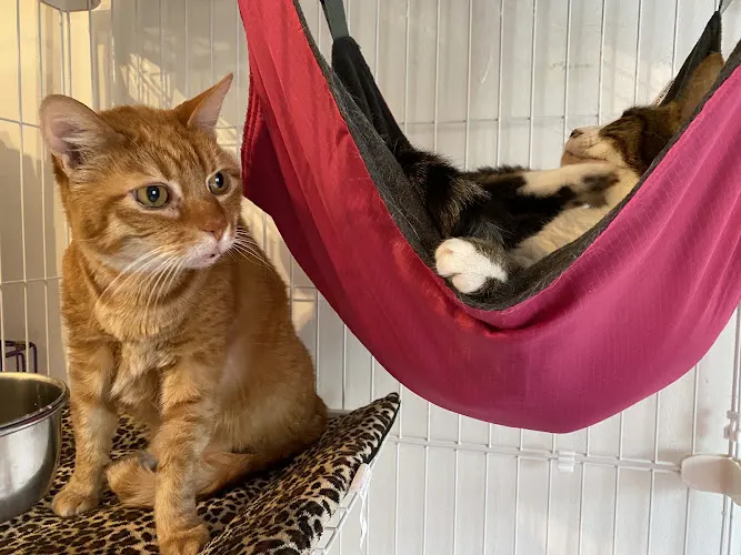 Dog Hotel, Cat Hotel Pet Resort FDG - Image 1