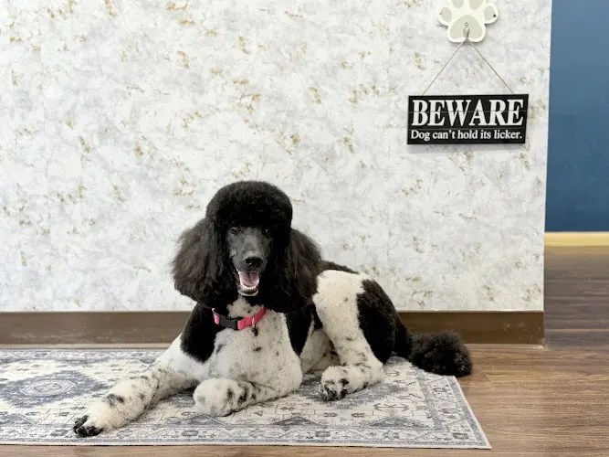 Pristine Paws Grooming Salon - Image 1