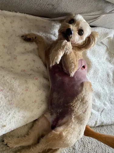 Doggy Grooming - Image 1