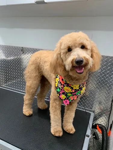 Mobile Pet Grooming Pompano Beach - Image 1