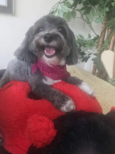 Amores Pet grooming Day Care Boarding pet Spa Boutique - Image 1