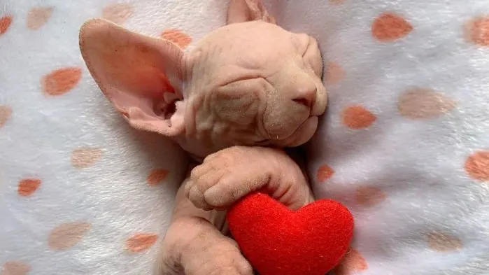 Furbulous Fur Babies Pet grooming and Boutique - Image 1