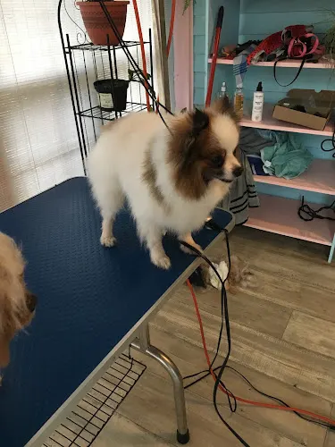 DogCity Grooming - Image 1