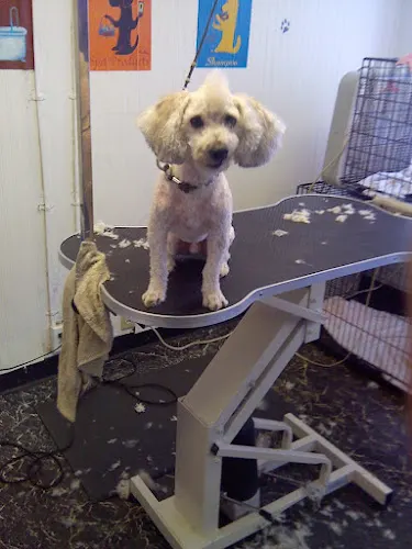 Sparklin' Cuts Mobile Dog Grooming - Image 1
