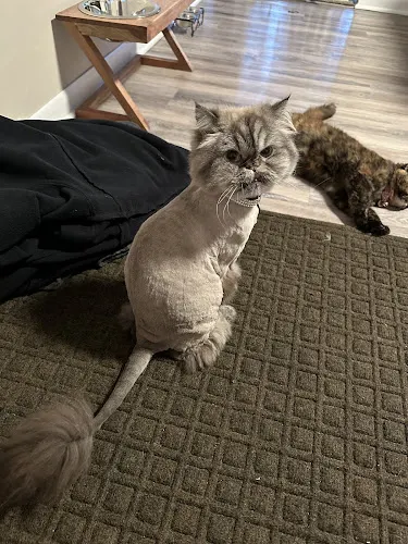 The Dapper Cat - Image 1