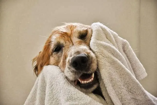 Groom-N-Stuff Pet Care Center - Image 1
