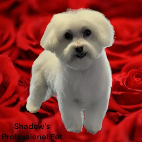 Shadow's Professional Pet Grooming and Boarding - Image 1
