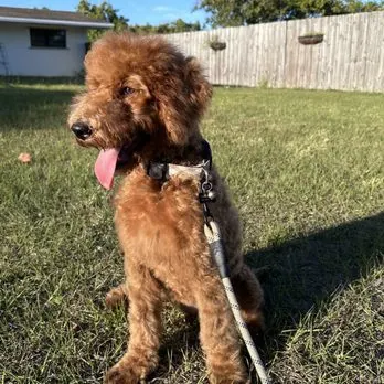 Pet Spaw Miami - Image 1