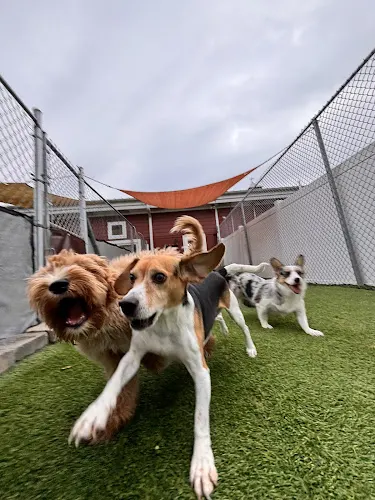 North Shore Pawville - Pet Boarding, Grooming, Daycare, Training - Image 1