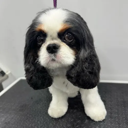 Texas Best Mobile Pet Grooming - Park Cities/Preston Hollow - Image 1