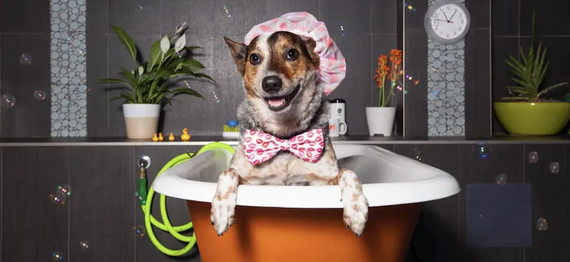 Scrub Club Mobile Dog Grooming - Image 1