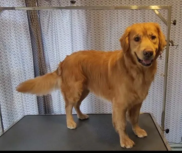 The Golden Rule Pet Grooming - Image 1
