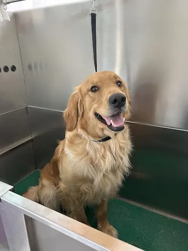 Golden Willow Mobile Grooming - Image 1
