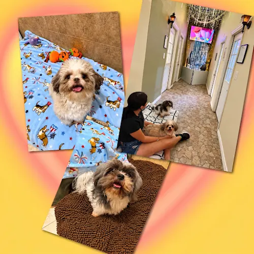 Mount Pleasant Avenue Premier Canine Villas and Spa - Image 1