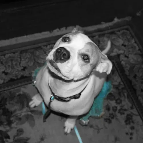 Pawdicures by Jenn - Image 1