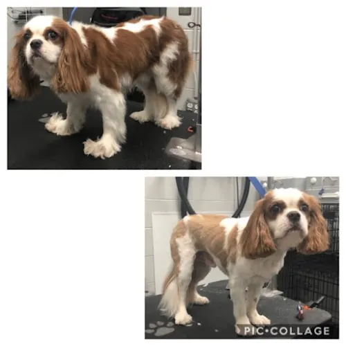 My Mobile Groomer, LLC - Current Clients Only - Image 1