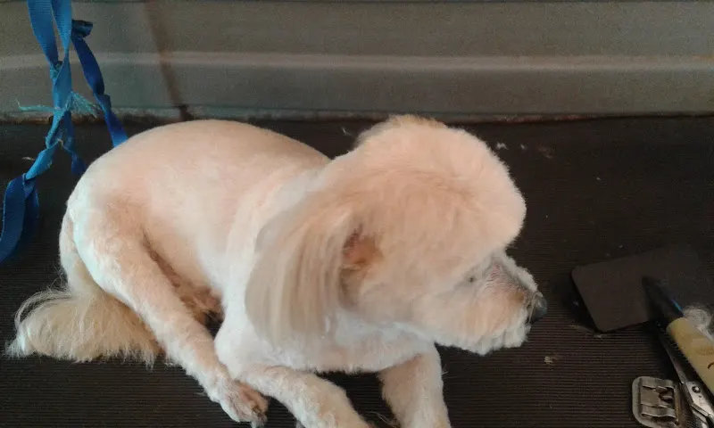 Mobile Groomers - Image 1