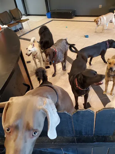Matilda's Barking Lot and Friends - Image 1